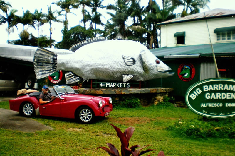 Big Barramundi - Daintree