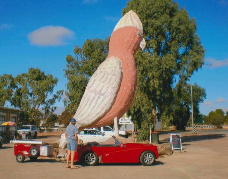 The Big Galah (Kimba)